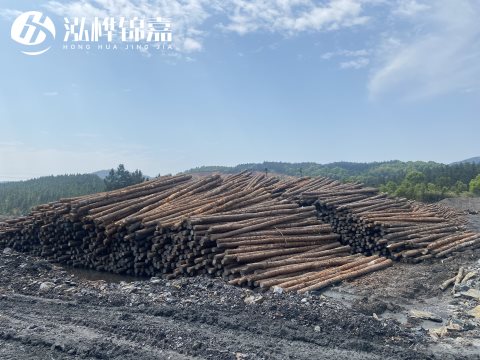 河道打樁為什么選擇松木樁來(lái)處理軟地基？-松木樁施工使用范圍
